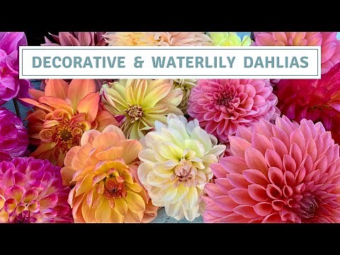 Dahlia Tour Decorative And Waterlily Varieties 2022