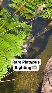 Rare Platypus Sighting!😱 | Corbin Maxey