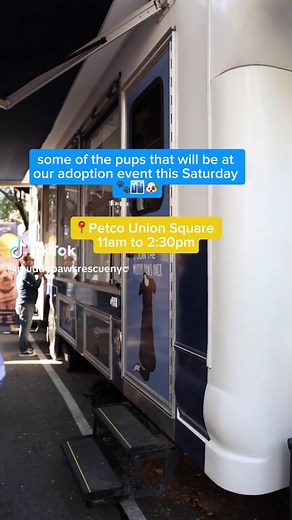 Adopt a Puppy This Saturday at Petco Union Square