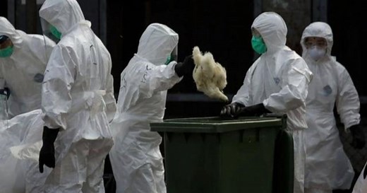 China reports human case of rare bird flu, but no sign of spread