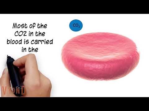 Carbon Dioxide Transport