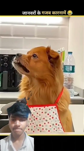 Animals Funny video 😂 || Wait For End #funny #animals #comedy #greenscreen #fullscreen #vidyard