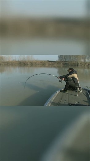 The Largest Catfish Ever Caught on Earth #Shorts