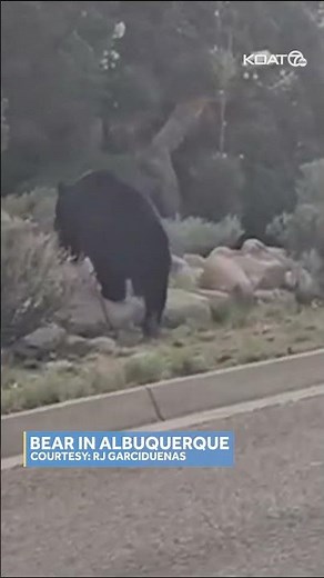 Bear spotted in northeast Albuquerque