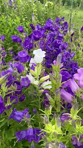 Canterbury bells—one of my all-time favorites. A biennial that grows one year, blooms the next and then it dies. I must plant them every year in order to have them. | Omena Cut Flowers U-Pick Flower Farm