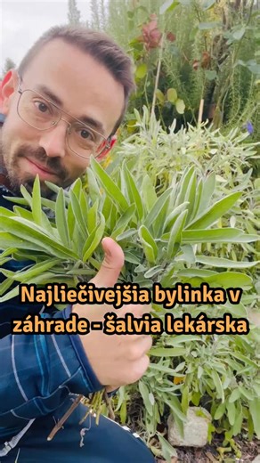 Michal Lukáč on Instagram: "Najliečivejšia bylinka v záhrade? 🌿 Šalvia lekárska (Salvia officinalis). Patrí medzi najsilnejšie liečivé rastliny Európy a jej šalviový čaj pomáha pri bolestiach hrdla, nachladnutí aj zápaloch. Vo videu ukazujem, ako ju pestujem v záhrade a ako z jej listov pripraviť domáci čaj s antibakteriálnymi a protizápalovými účinkami. 🍵 Na jeseň je posledný čas na zber listov šalvie na sušenie – ešte pred príchodom mrazov. Okrem klasickej rastie v našej záhrade aj šalvia le