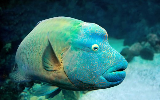 16 Amazing Fish with Big Foreheads (Must-See Photos!)