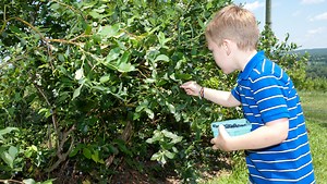 Hudson Valley farms for pick-your-own strawberries, peaches, veggies, more in 2021