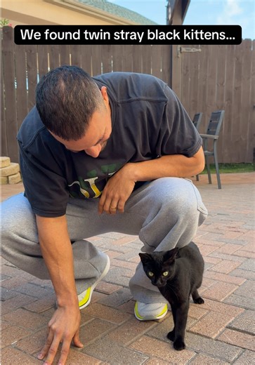 Breakfast with Rescue Cats at the Beach