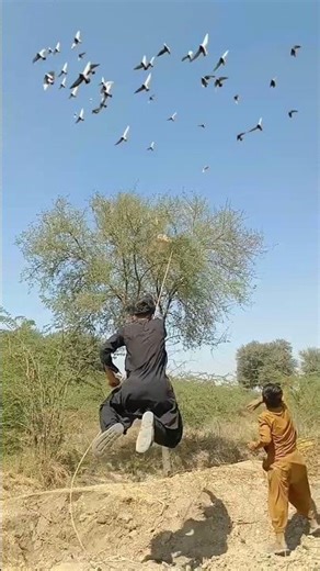 jumping 🦘 hunting crow 😱😱😱 #birdshunting #harehunting