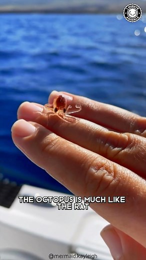 610K views · 24K reactions | Octopus  The Master Of Escapism! #octopus #octopuses #octopi #octopus #babyoctopus #octopuslove #octopuslover #oceancreatures #oceanlife #oceananimals | 1 Minute Animals | Facebook