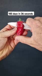 Ghost pepper growth: 185 days in 36 seconds