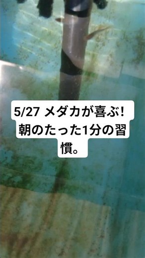 5/27 A 1-minute morning habit your rice fish will love! #medaka #ricefishkeeping #myway #routine ...
