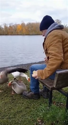 Animal Chaos in the Park | Goose Collision & Sheep Surprise