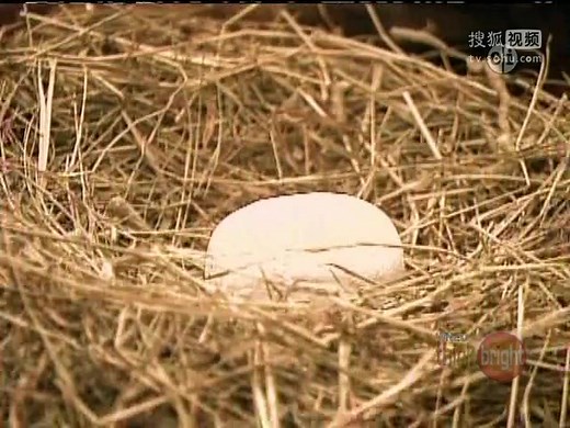 Zoboomafoo - Who_s Inside the Egg