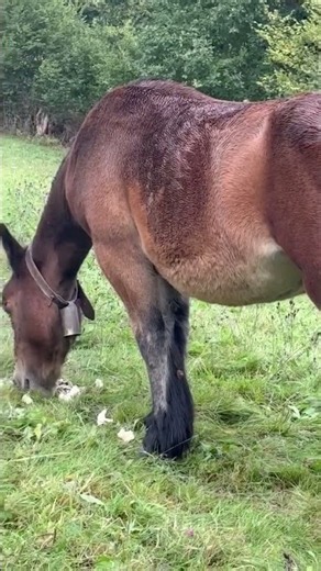 Santi's Filly from Morcin (Asturias)