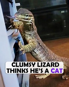 20K views · 432 reactions | Raptor's got quite a wild personality. He's a climbing enthusiast, though he often needs Joey's help when he slips. At first, Raptor was wary, but over time, they built a strong bond  #iguana #reptiles #cuddlebuddies | Cuddle Buddies | Facebook