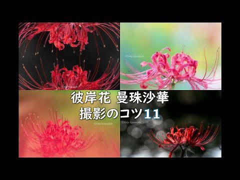 [Flower Photography] 11 Tips for Photographing Red Spider Lilies and Spider Webs | Explained with...