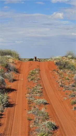 Jess and Megan | Simpson Desert wildlife #moglifecrisis #travellingaustralia #vanlife #unimog #travellingoz #unimogfan #4wdtrucks #getoutthere... | Instagram