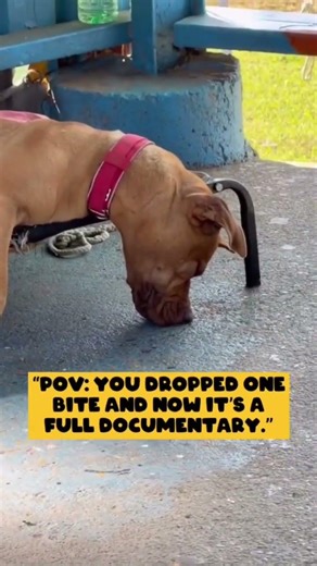 Some Awkward way to sleep #dogfamily #dog #funnymemes #animationmeme