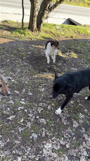 💔 This poor little stray appeared while we were feeding the street dogs… He had been run over by a car, his leg is badly injured, and he was terrified, chased away by the other dogs because he was newly dumped 😔 For some souls, life is only pain and rejection… This little dog is in terrible pain, crying and begging for help. He needs urgent veterinary care TODAY and will require surgery to save his leg. And here is the heartbreaking truth… 💔 😭 We have no spare funds for emergencies 📉 We are