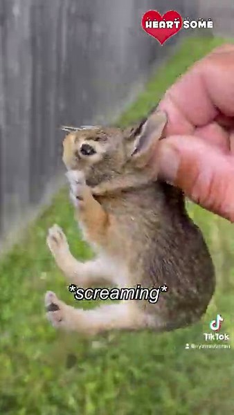 Baby Bunny Screaming After Being Rescue from Hungry Dogs || Heartsome 💖