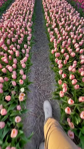 Tulips in the Philippines - A Stunning Landscape at Sunset