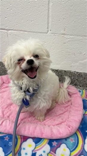 Meet Aggie B a Maltese currently available for adoption! 12/2/2025 4:18:28 PM