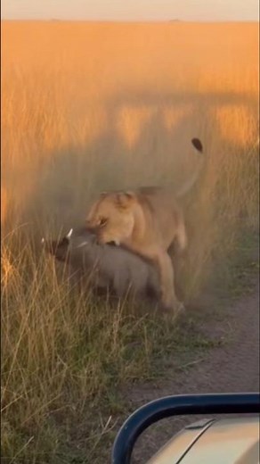 The warthog screamed and was attacked by the lion