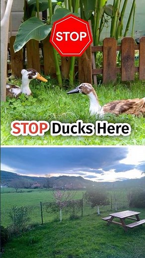 How to Keep Ducks Out (Without Stress) #BackyardDucks #duckcare