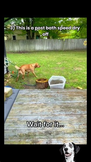 Dog zoomies #funny #dogzoomies #zoomies #dogs