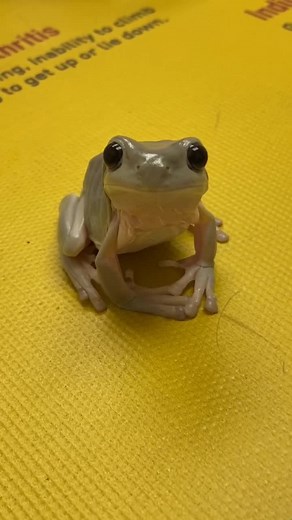 Cute Froakie at the Vet | 42 Seconds of Adorable Frog Content