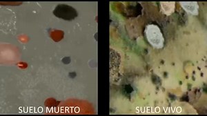 Funciones del #Trichoderma en las plantas, un hongo benéfico de mucho valor | Aprendamos Sobre Cítricos