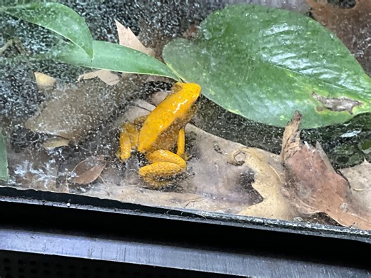 Dart frogs age