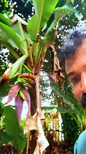 Green gecko | Gamiya Travel