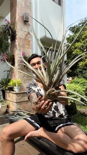 Anji Manji 🌙 on Instagram: "• TILANDSIA & PLATYCERIUM. Kalau enggak nyanyi, ya begini Bapak-bapak menjelang usia 50."
