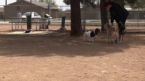 1.2K views · 14 reactions | Prescott Valley Animal Control - here to help. | Prescott Valley, AZ Town Government | Facebook