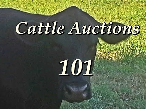 Cattle Auctions 101 | Learning To Make Money At Auctions