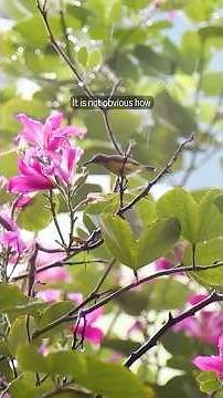 How do sunbirds suck up nectar?
