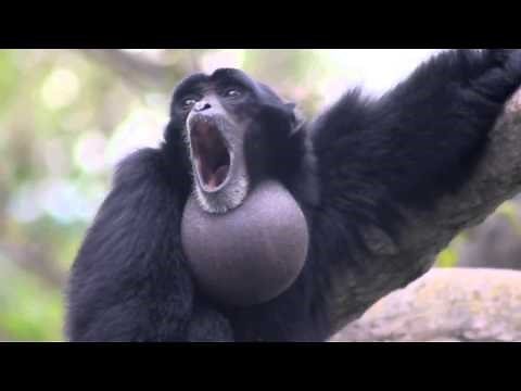 The Screaming Monkey