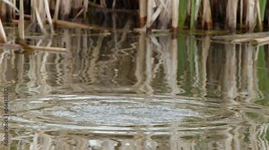Slo Mo: Female Ruddy Duck dives below wetland pond surface to feed