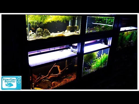 29 Gallon Aquarium Pros and Cons: Should You Buy a 29 Gallon Fish Tank?