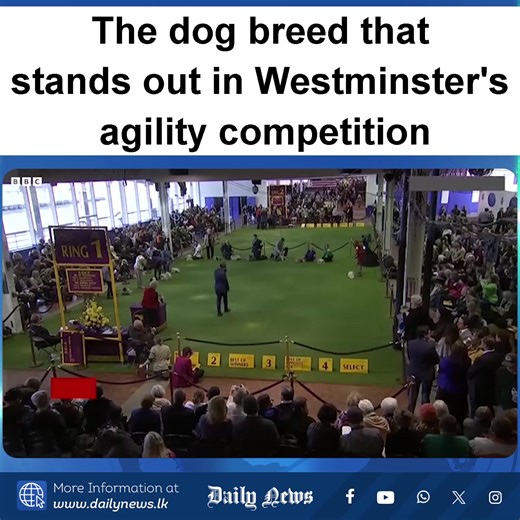 The dog breed that stands out in Westminster's agility competition Border collies have sprinted, swerved and soared past the competition since the Westminster Kennel Club introduced its Masters Agility Championship to its annual dog show in 2014. The breed has captured nine of the first 12 titles, thanks to a blend of intelligence, athleticism and intense focus that seems tailor-made for the sport. The 2025 champion, Emily Klarman, training her border collie Swish at UDog near Philadelphia, says