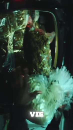 Understanding the Baby Gang Phenomenon