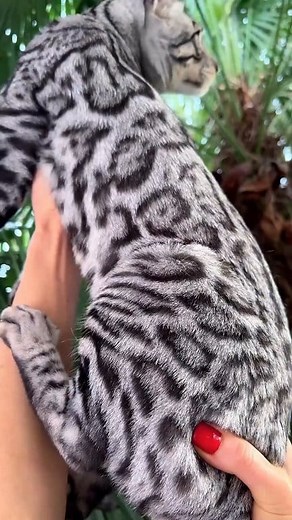 The Silver Bengal Cat is considered one of the most beautiful, attractive, and distinctive color variations of the Bengal breed. This elegant cat combines the astonishing wild appearance of its ancestors, the Asian Leopard Cats, with the domestic and friendly nature of house cats, while adding a unique touch of shimmering silver color that lends it a special, regal aura. | Pawtopia