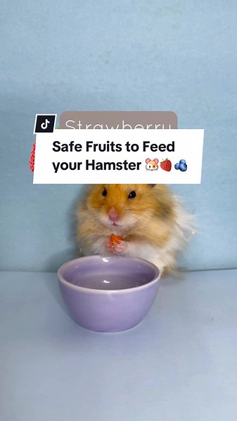 Frutas seguras para hamsters: ¿qué pueden comer?