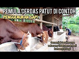 Beginner cattle fattening using homemade feed is worth emulating.