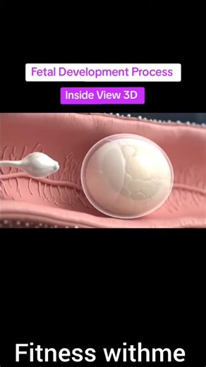 healthandwellness on Instagram: "Fetal development process inside 3d..... . . . #fetaldevelopment #pregnancy #fetalmedicine #pregnant #fetal #pregnancycare #prenatalcare #healthypregnancy #prenatal #fetus #momtobe #fetalsurgery #embryology #health #newmom #lifetimeadoption #maternalhealth #fetalhealth #pregnancycounseling #baby #breastfeeding #newborn #weekspregnant #fetalcare #dultrasound #stagesofpregnancy #pregnancyjourney #motherhood #childbirth #placenta"