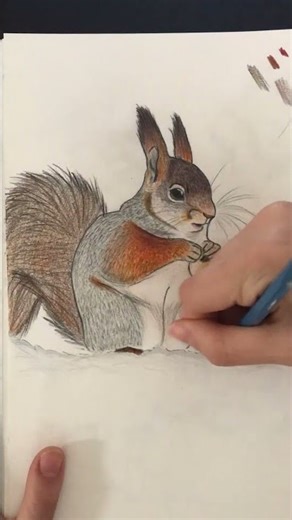 Red squirrel art time-lapses #squirrel #art #timelapse #drawing