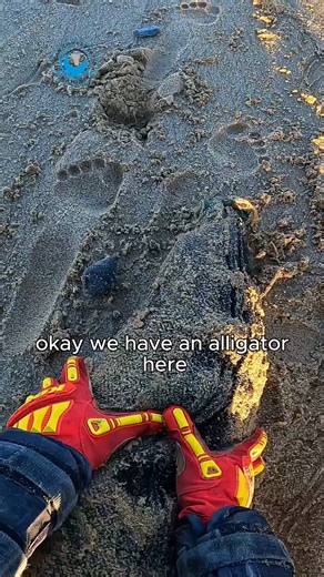 The bulls are back,. and some of them are in serious trouble. This time of year, large male Cape fur seals return from sea for breeding season. Many of them have spent months away from human activity, and when they wash up with plastic around their necks, it’s often the first and last time anyone gets a chance to help them. These bulls are powerful, wild, and not used to human presence. That makes rescuing them especially risky and unpredictable. In this situation, we had to make a difficult cal